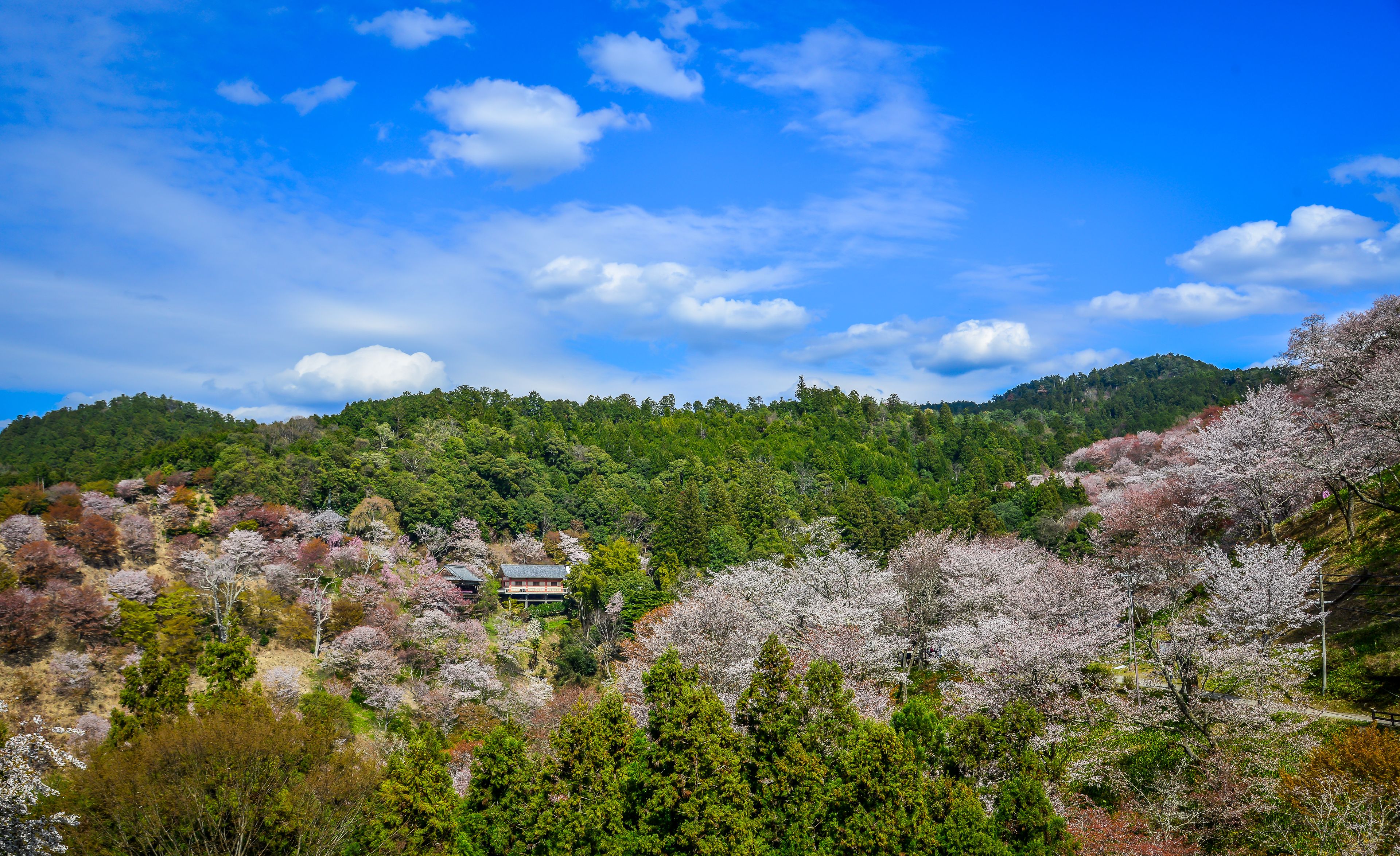 Cherry blossoms in full bloom in April at Mount Yoshino, Nara, Japan.