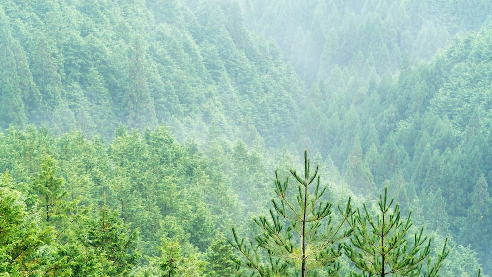 Nosegawa foggy mountain,Nara,Japan