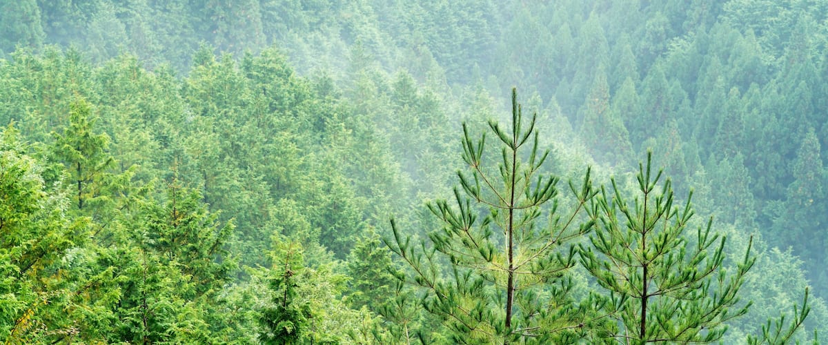 A dense forest with a prominent evergreen tree in the foreground.
