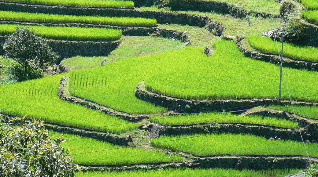 Rice terraces of Ōidani in the town of Yoshika, Shimane, Japan.