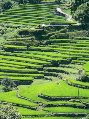 Rice terraces of Ōidani in the town of Yoshika, Shimane, Japan.