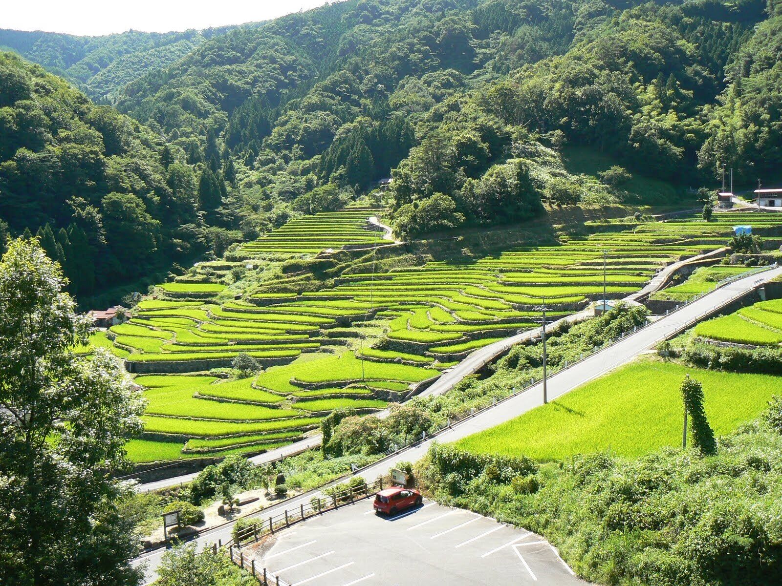 Terraced tea plantations, a winding road, and a red car in a hilly landscape.