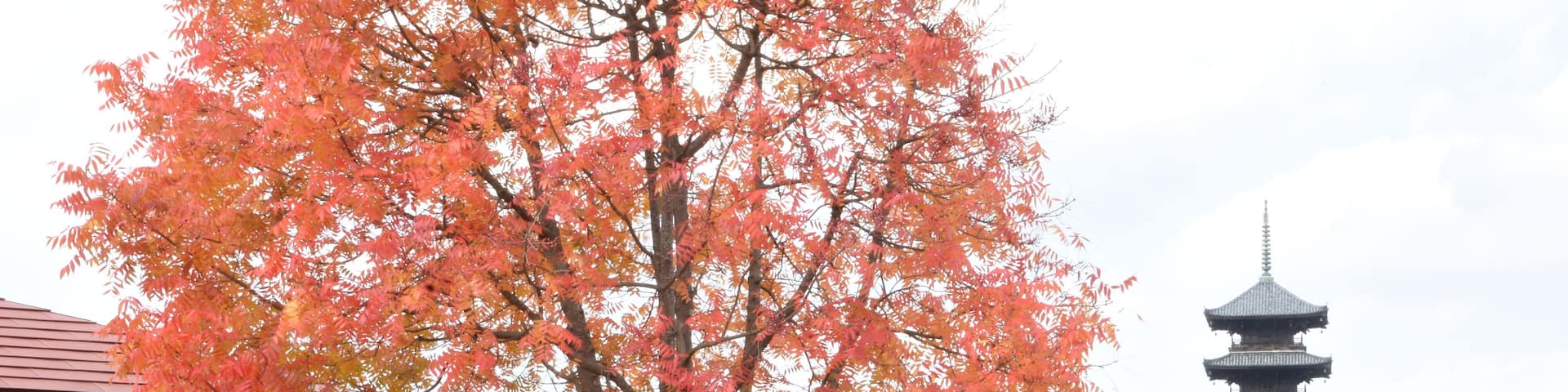 A tree with red leaves, a pagoda, and a wooden fence.
