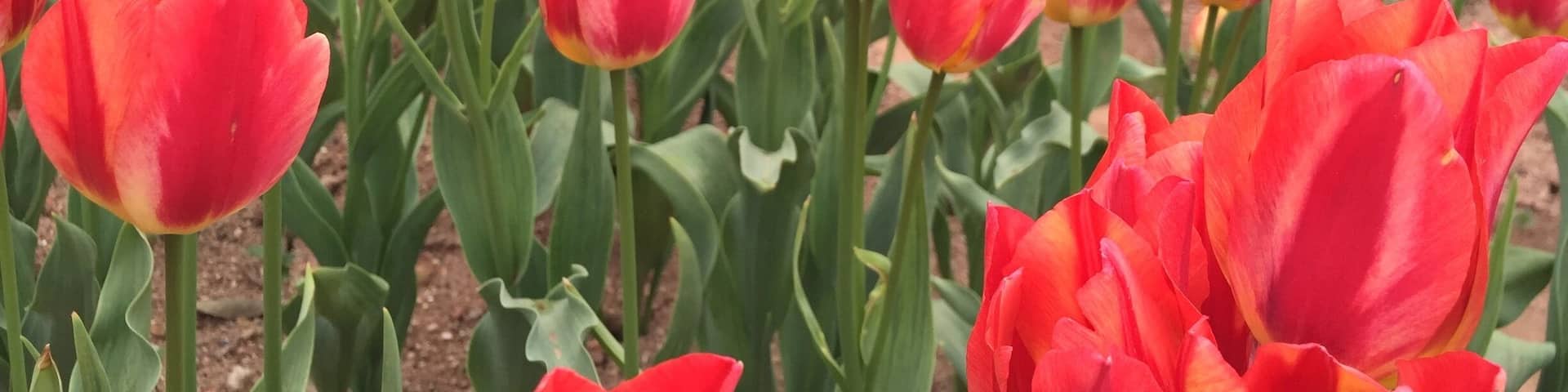 Tulip