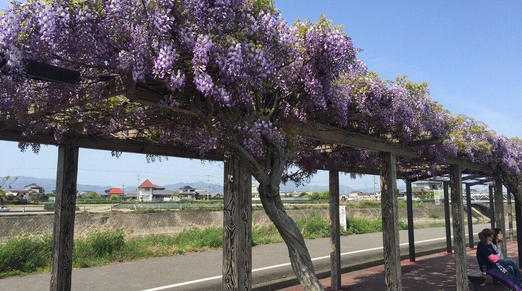 The end of Sakura season in Japan is sad, but fortunately, it also means the beginning of wisteria, or 藤 season
