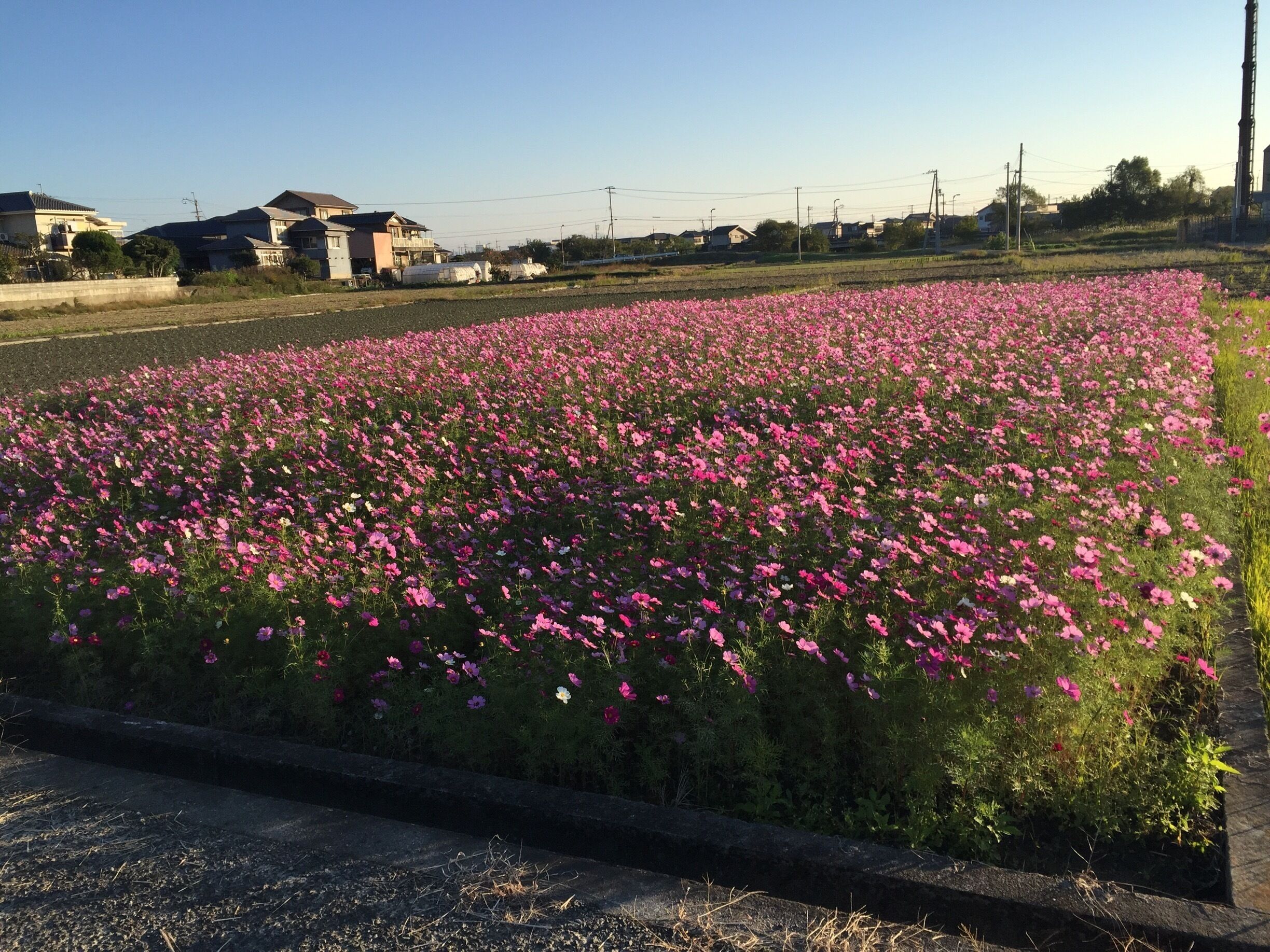 Fields of wildflowers popping up in the middle of November in Japan