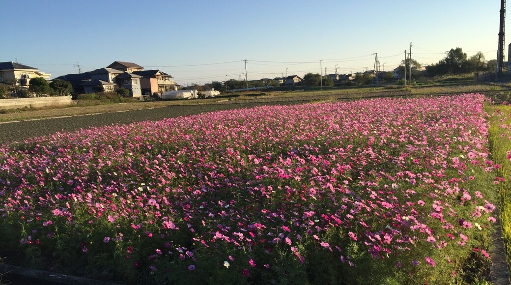 Fields of wildflowers popping up in the middle of November in Japan
