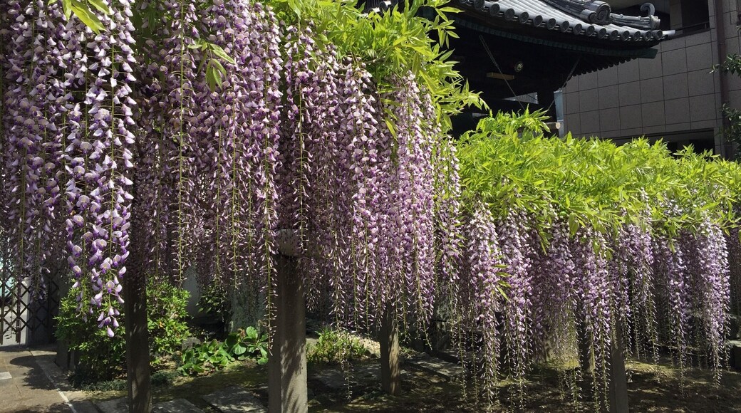 Wisteria season in Japan