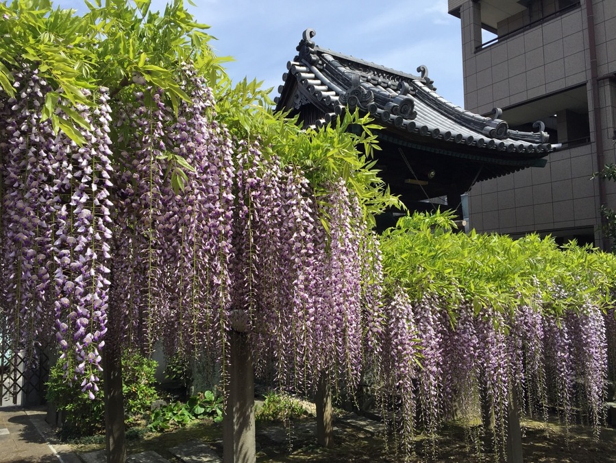 Wisteria season in Japan
