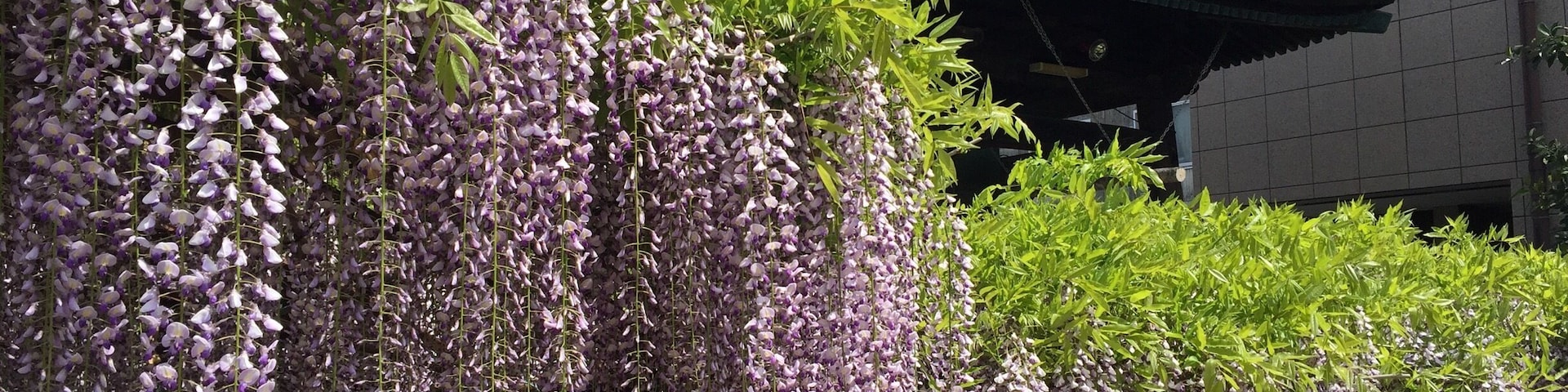 Wisteria season in Japan