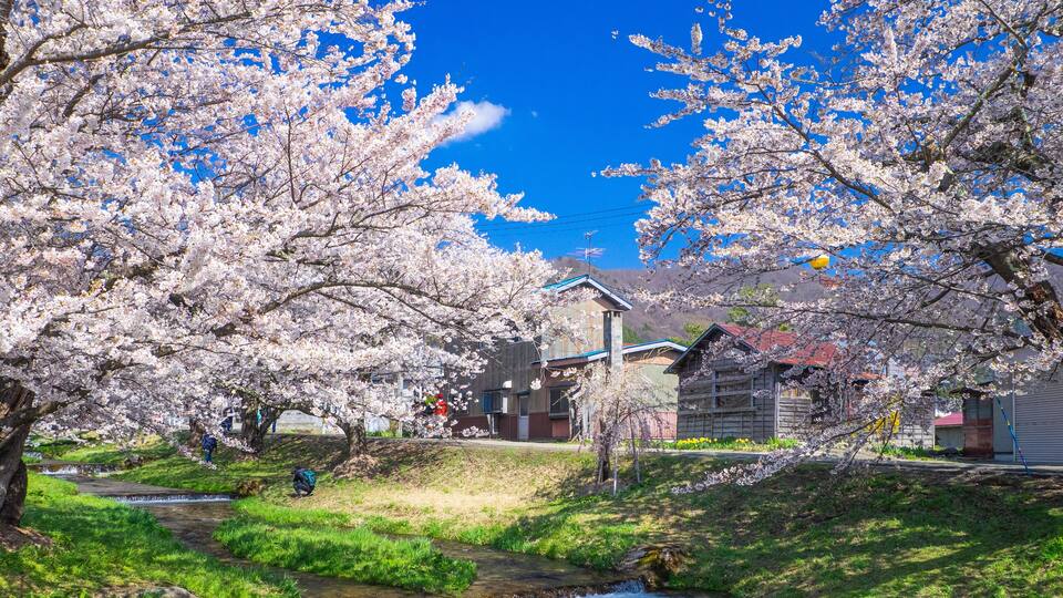 Row of cherry blossom trees along a stream (Kannonji river, Kawageta, Fukushima, Japan)