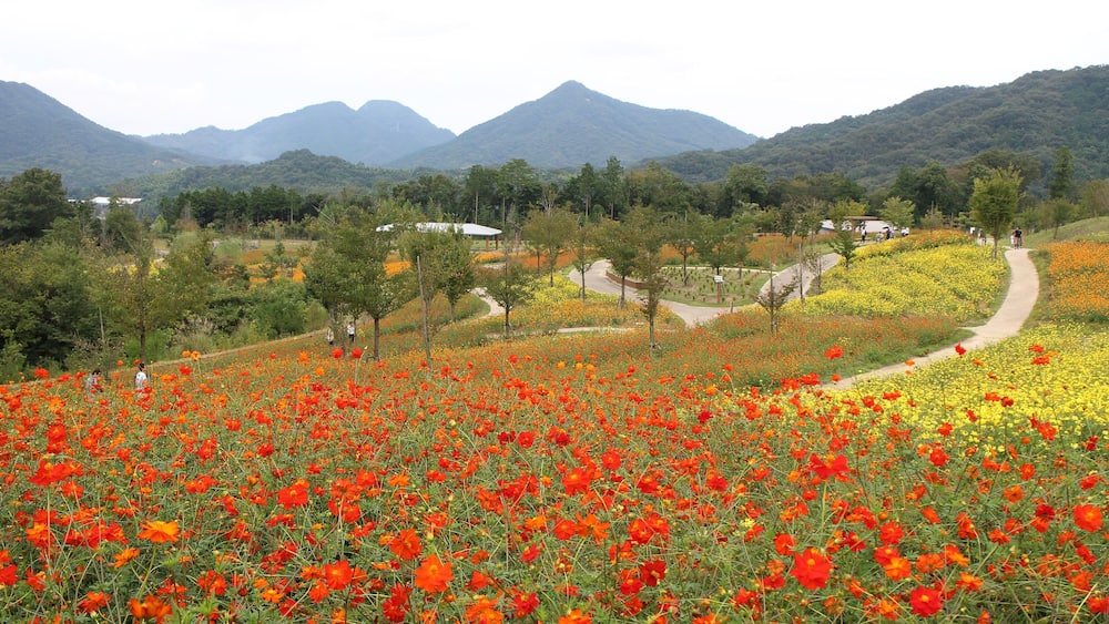Un champ de fleurs rouges et jaunes, avec un sentier sinueux et des montagnes en arrière-plan.