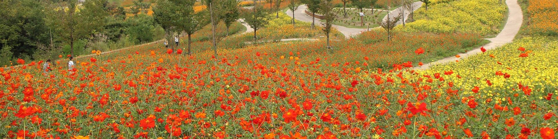 A field of red and yellow flowers with a winding path and mountains in the background.
