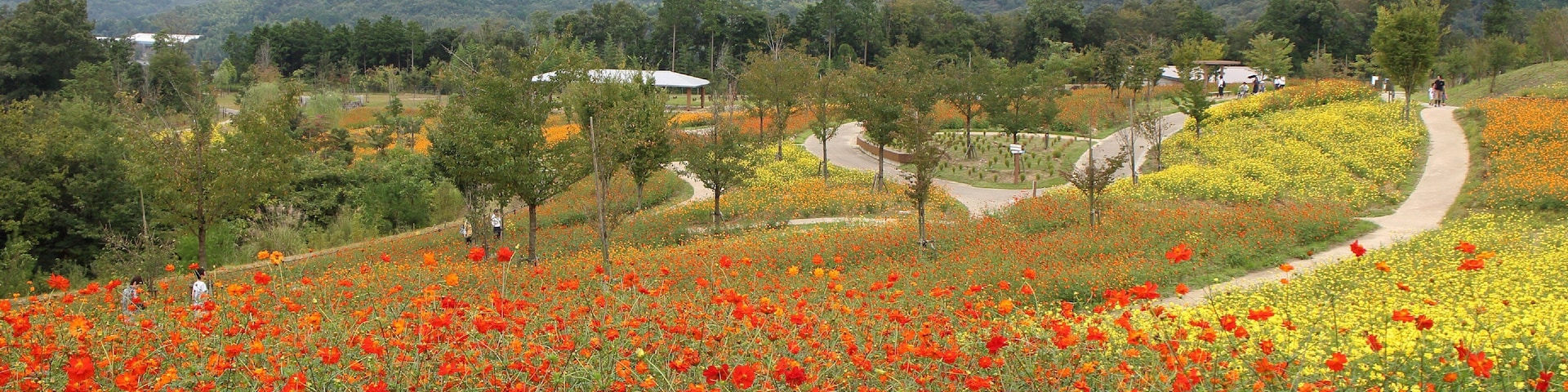 国営讃岐まんのう公園キバナコスモス 撮影20150921