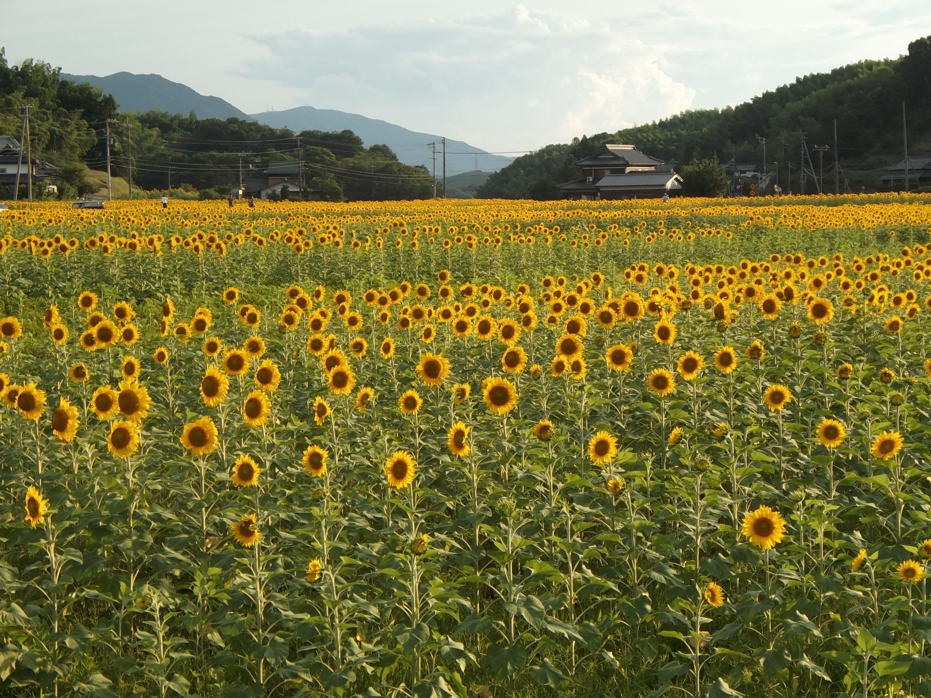 香川県まんのう町帆山地区のひまわり畑
