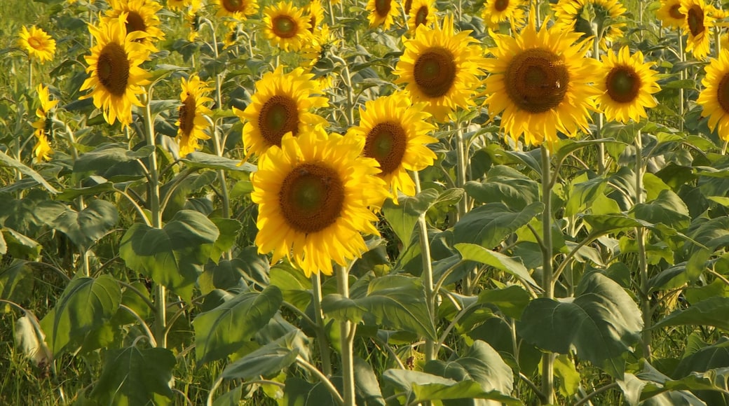 香川県まんのう町帆山地区のひまわり畑