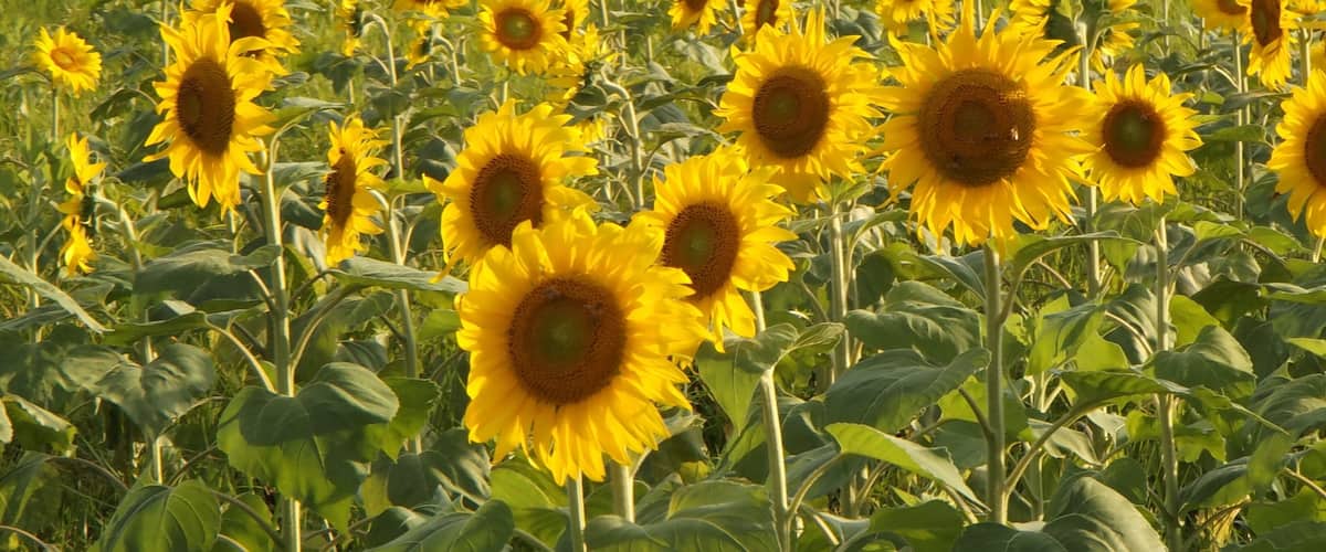 香川県まんのう町帆山地区のひまわり畑