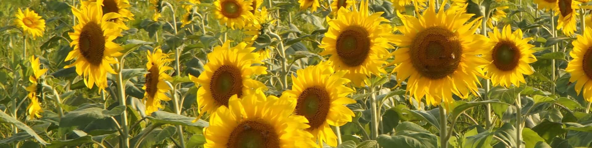 香川県まんのう町帆山地区のひまわり畑