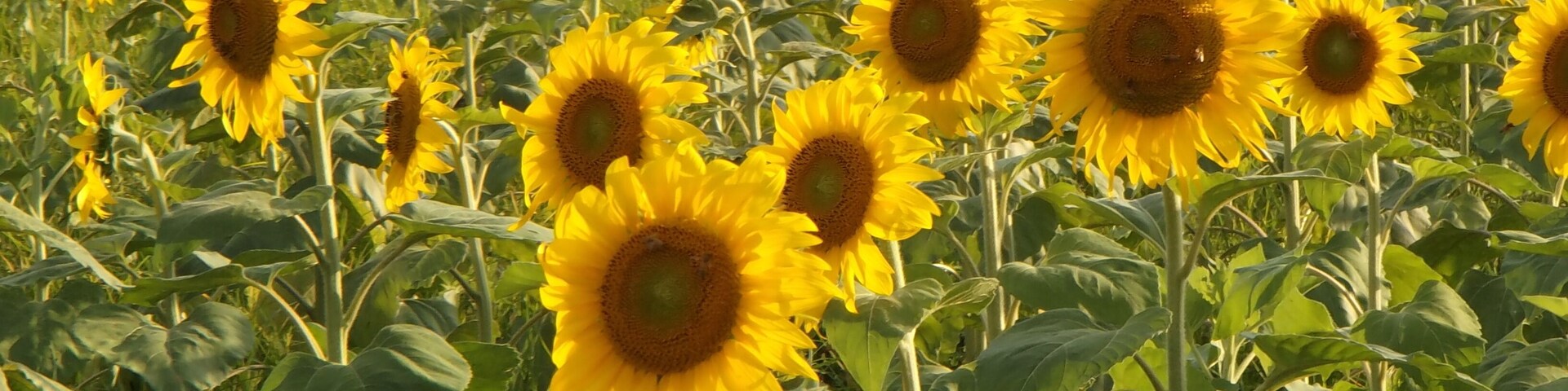 香川県まんのう町帆山地区のひまわり畑