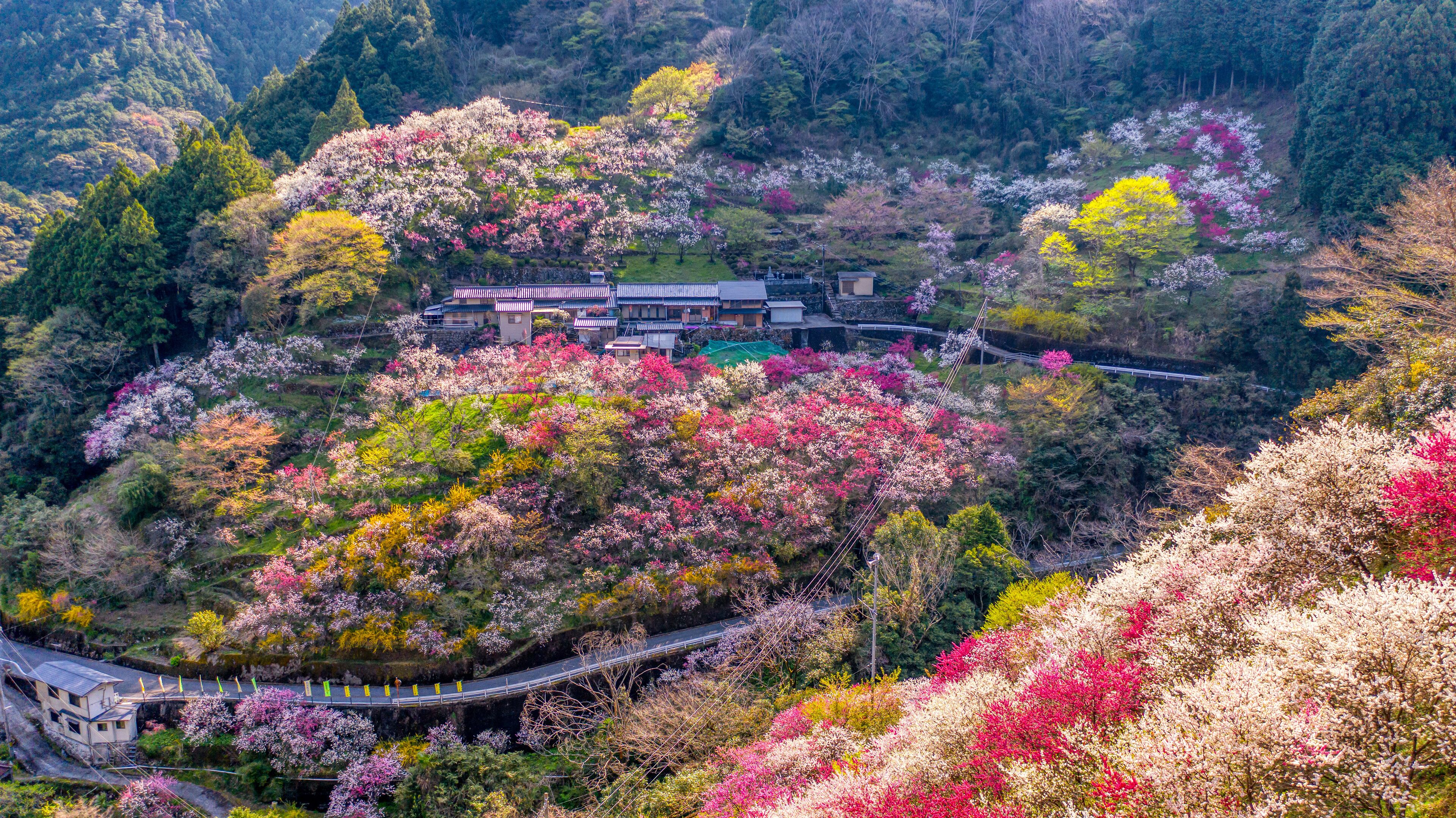 A traditional Japanese house surrounded by a hillside of cherry blossoms.