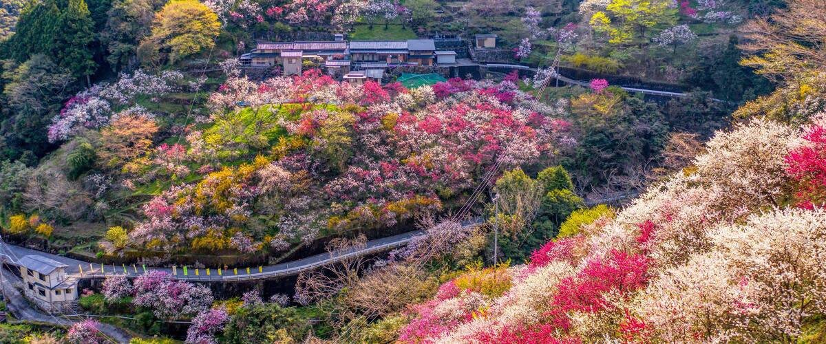 A traditional Japanese house surrounded by a hillside of cherry blossoms.
