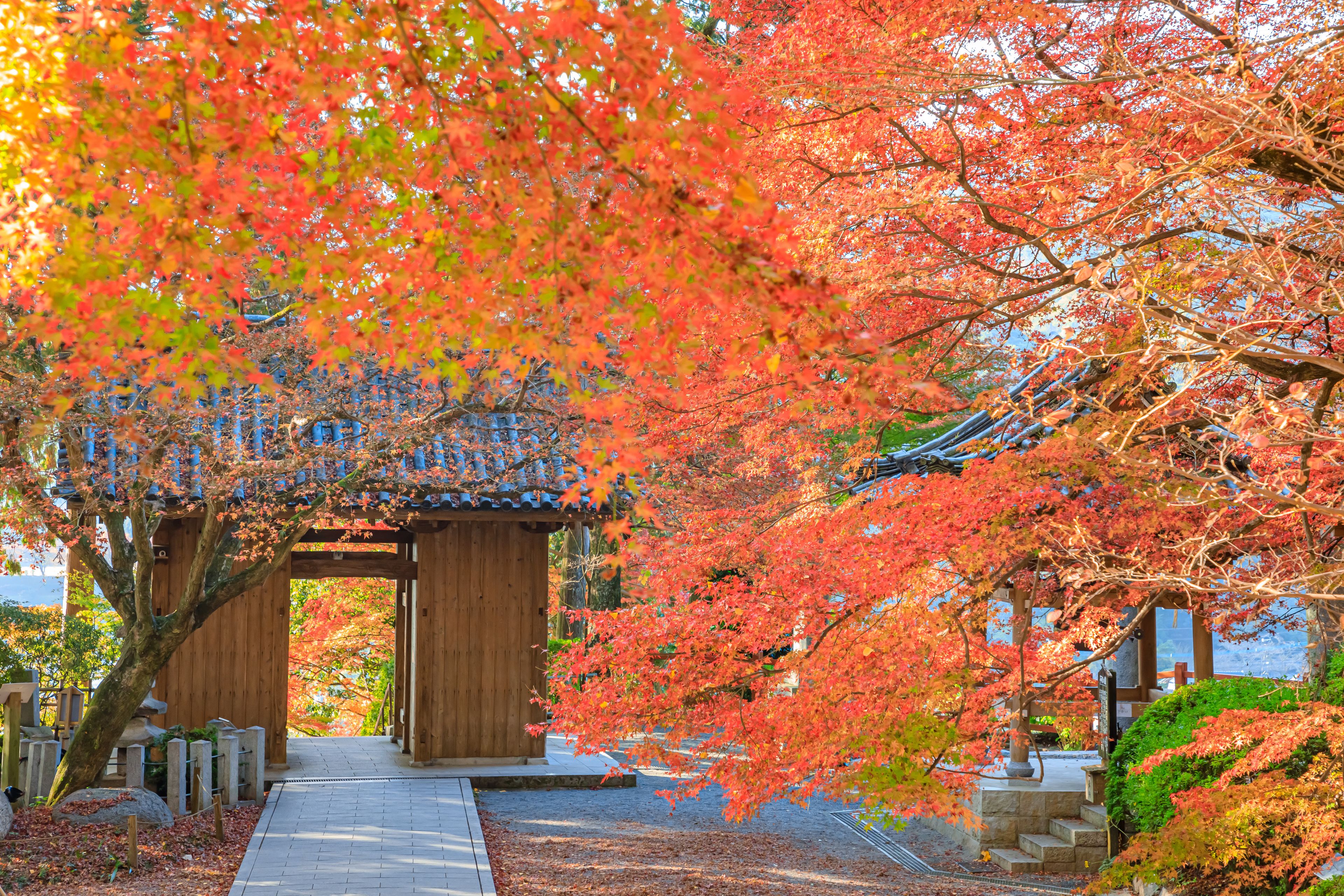 秋の大興善寺　佐賀県三養基郡　Daikozenji temple in autumn. Saga Prefecture, Miyaki-gun.