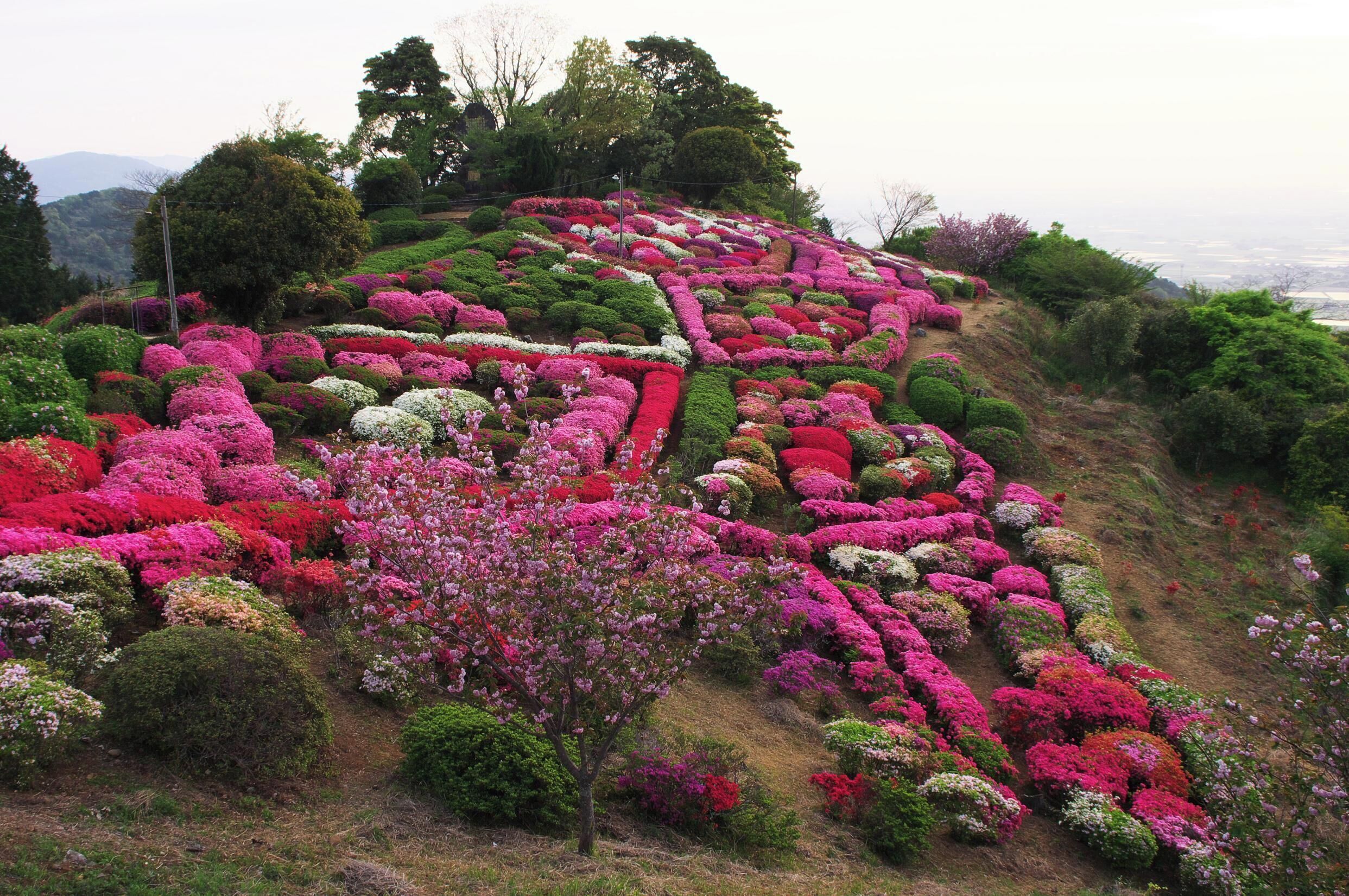A hillside garden with rows of colorful flowers and neatly trimmed bushes.