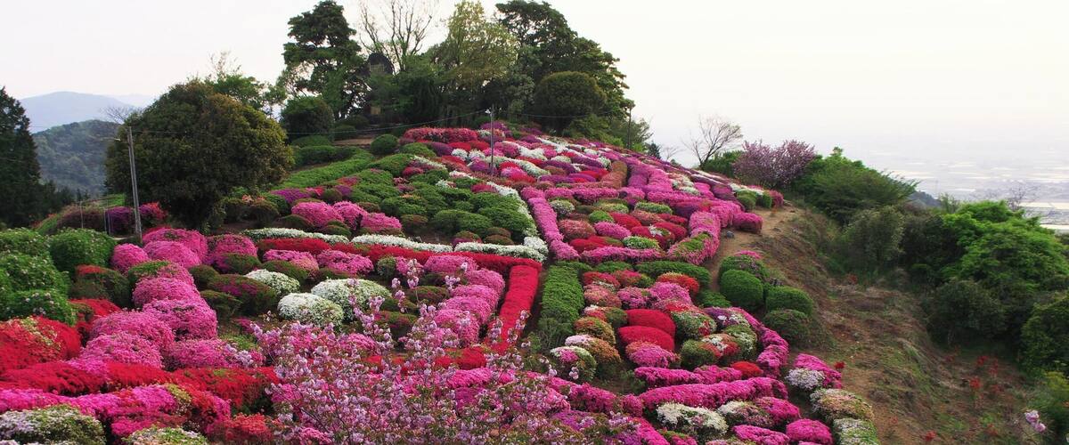 A hillside garden with rows of colorful flowers and neatly trimmed bushes.