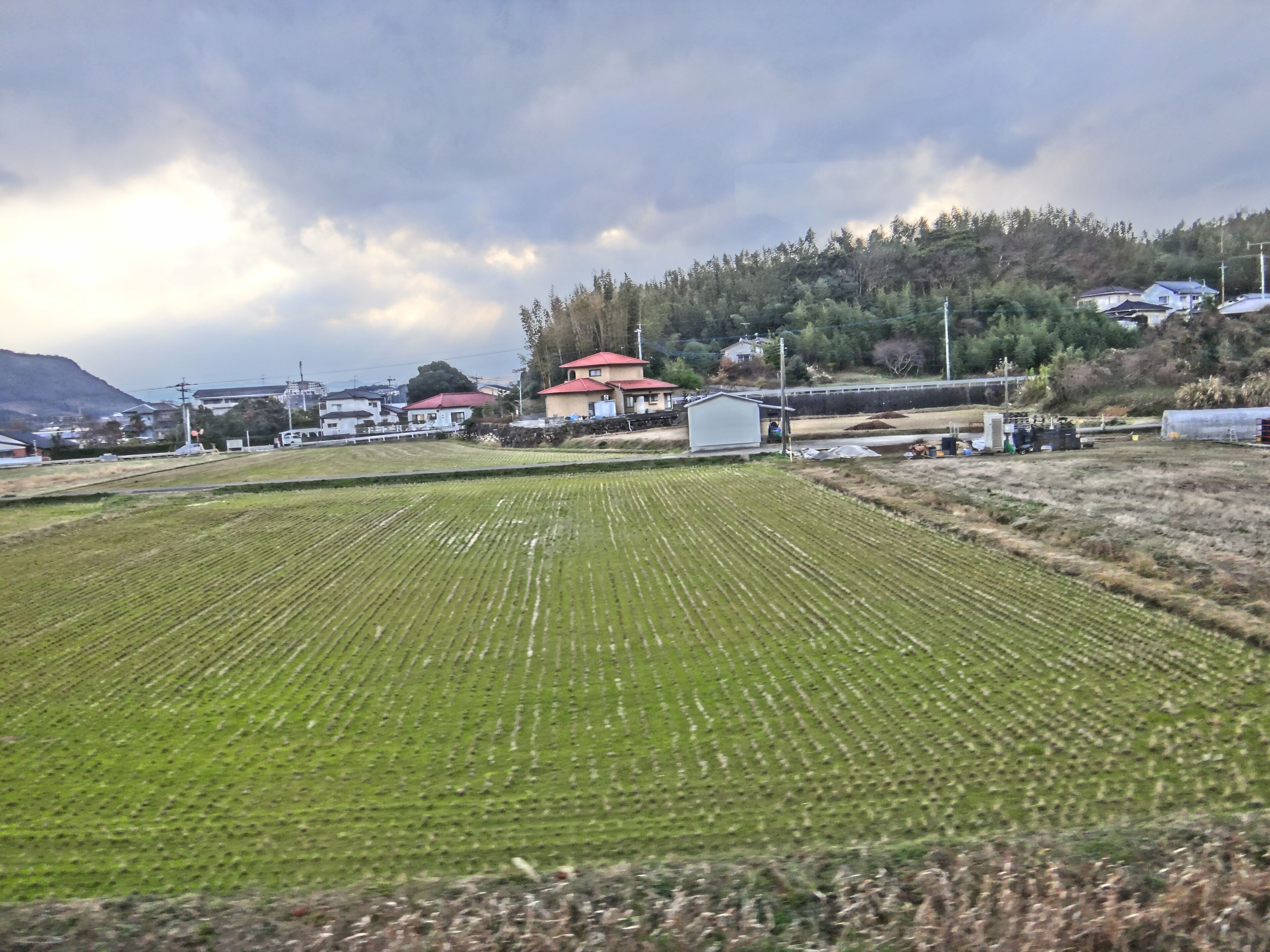 rice fields