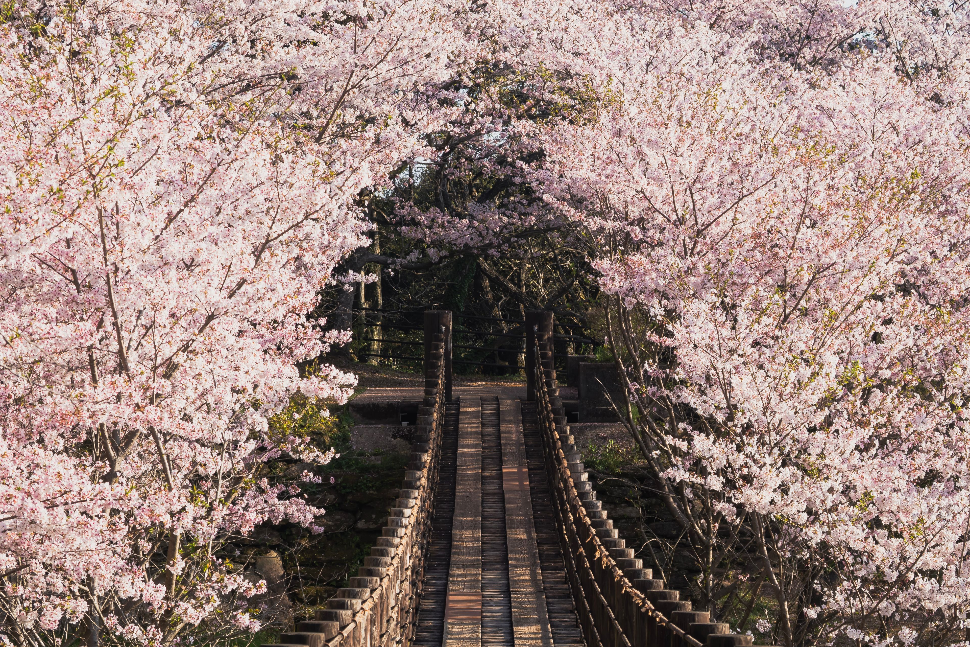 Wooden Suspension Bridge Surrounded by Cherry Blossoms in Full Bloom