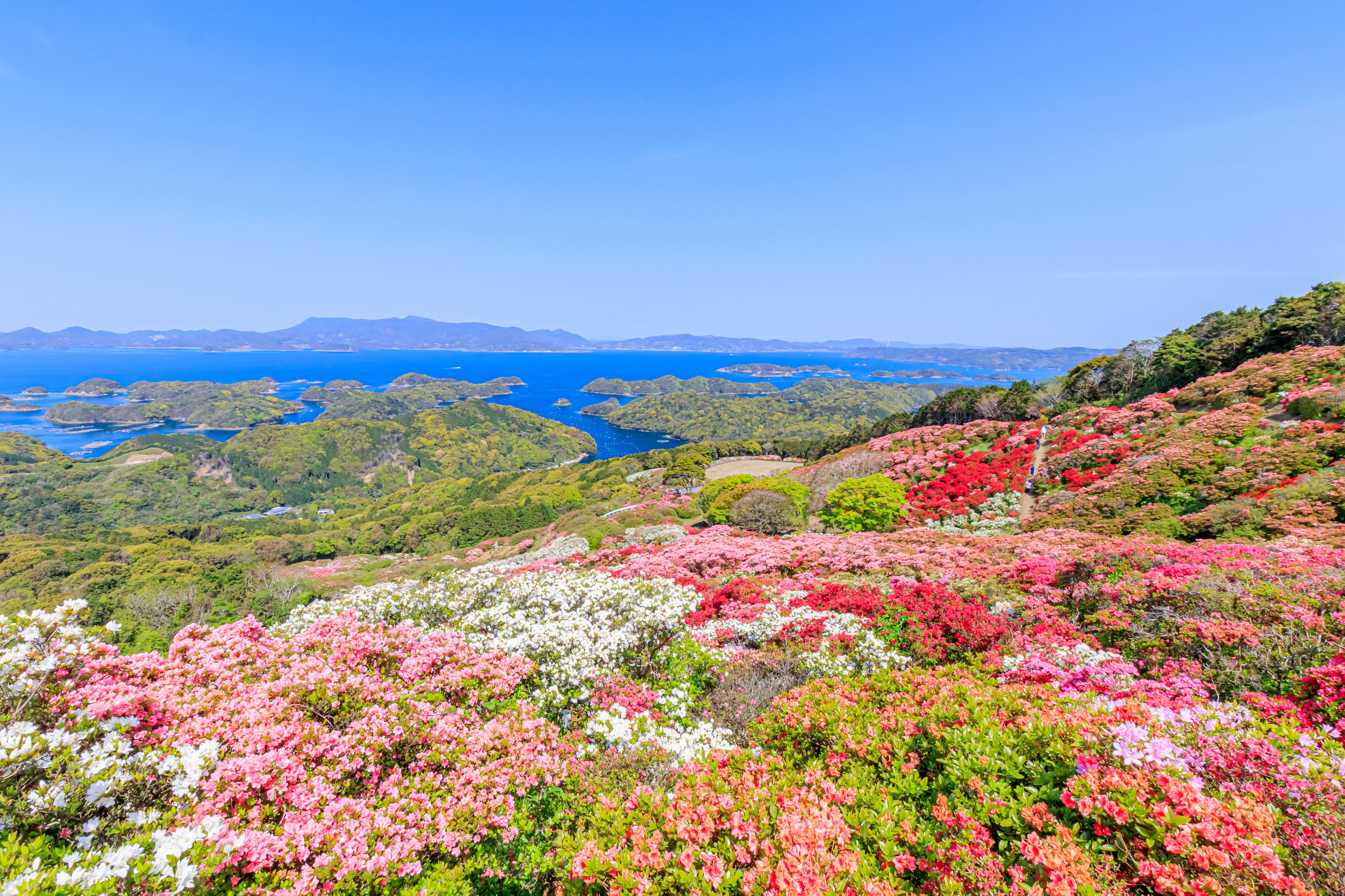 西海国立長串山公園のつつじ　長崎県佐世保市　Azalea Nagasaki-ken Sasebo city Saikai National Park Nagakushiyama park