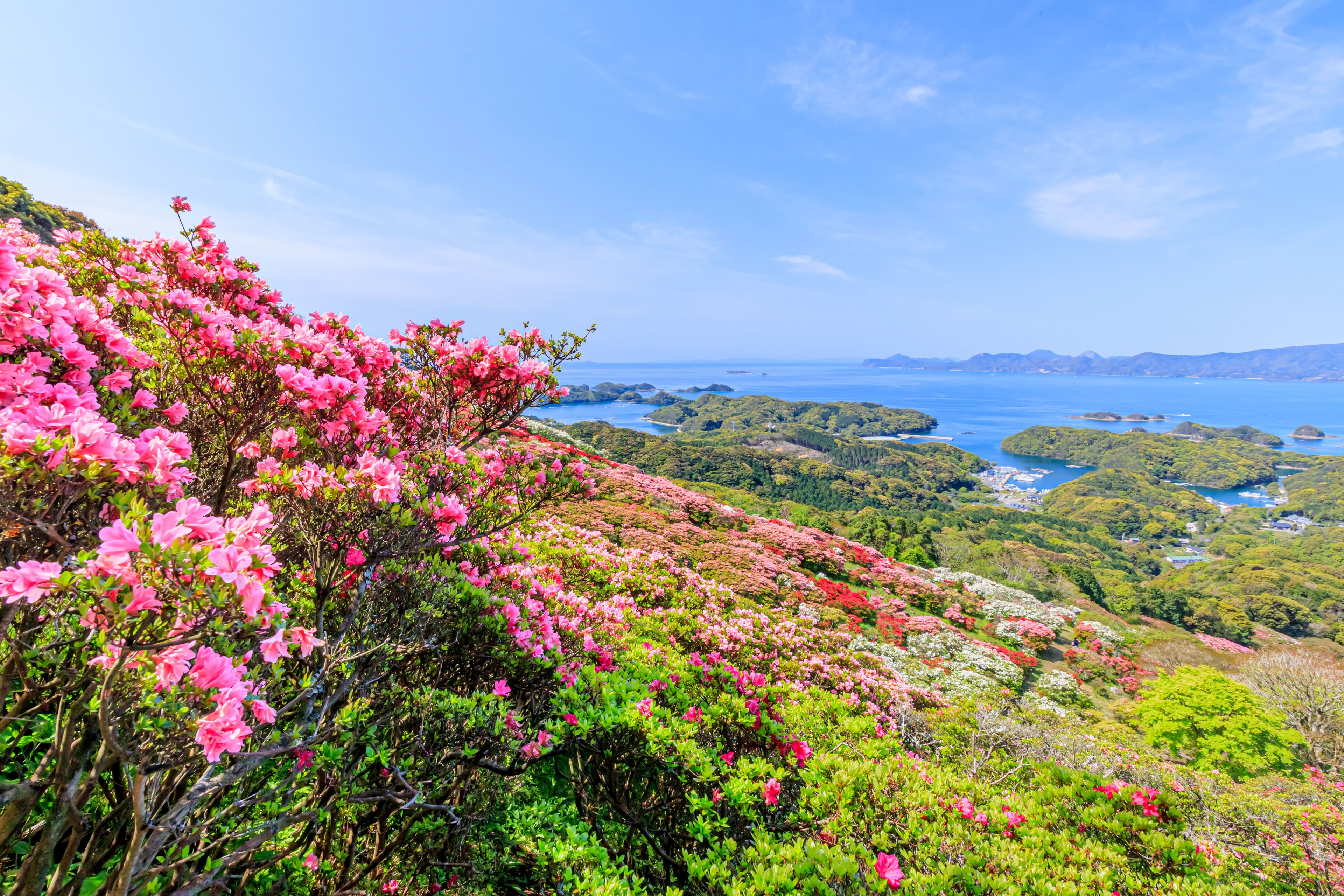 西海国立長串山公園のつつじ　長崎県佐世保市　Azalea Nagasaki-ken Sasebo city Saikai National Park Nagakushiyama park