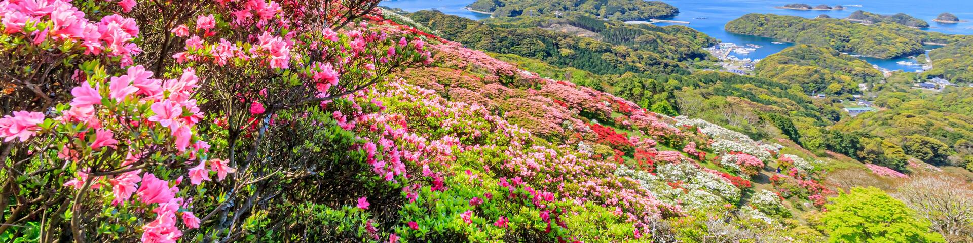 A landscape with pink flowering trees, a coastal view with islands, and a clear blue sky.
