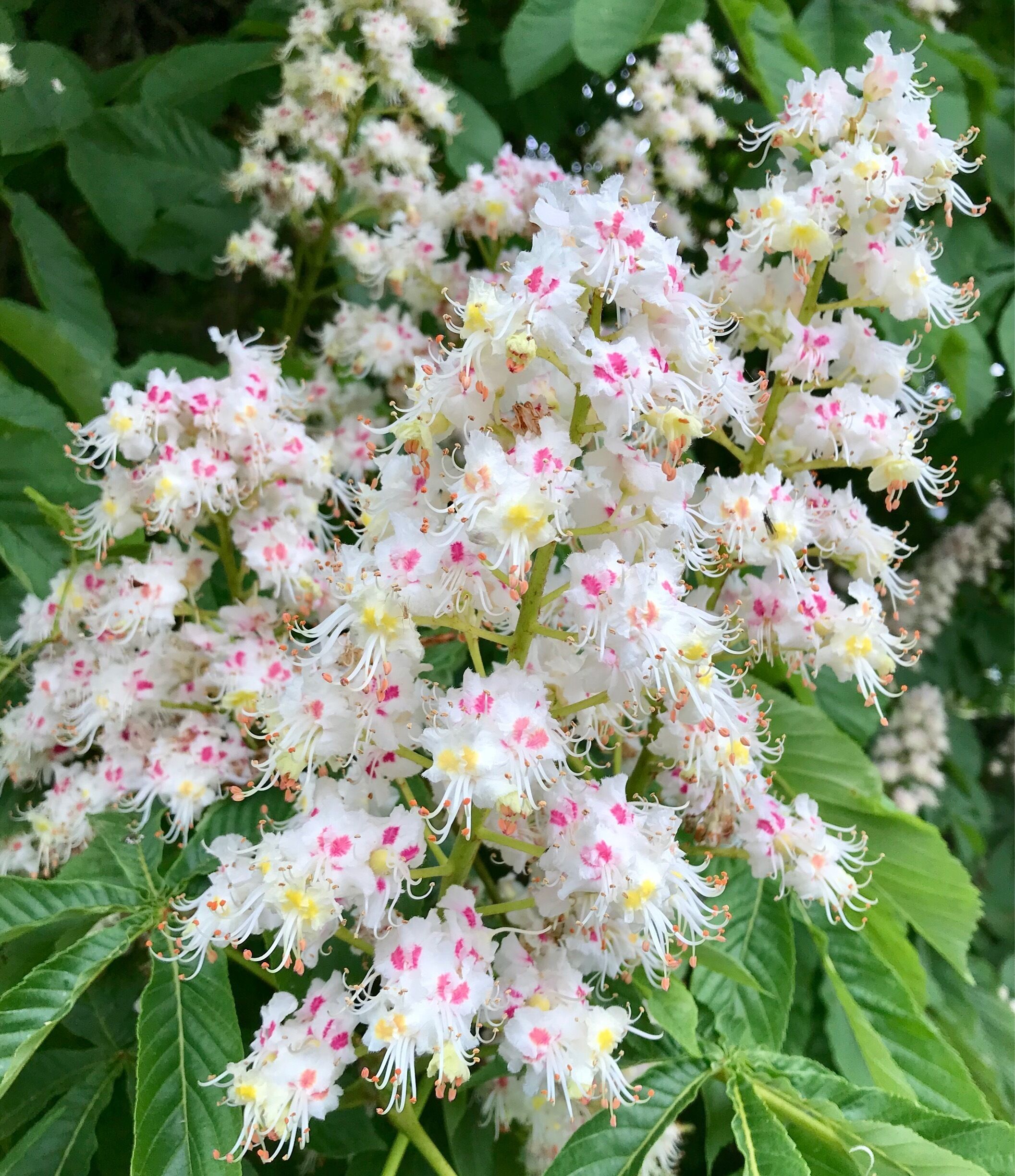 Candle stick blooms on the majestic horse chestnut tree in Nettleham 