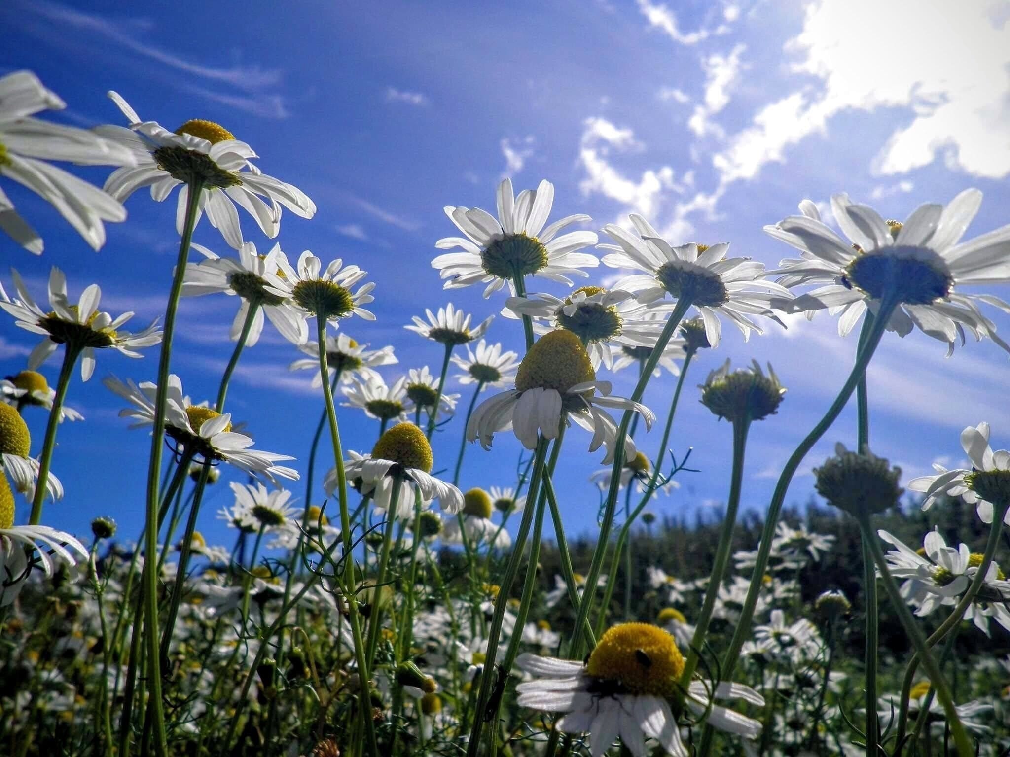 Daisies in the sunshine 
