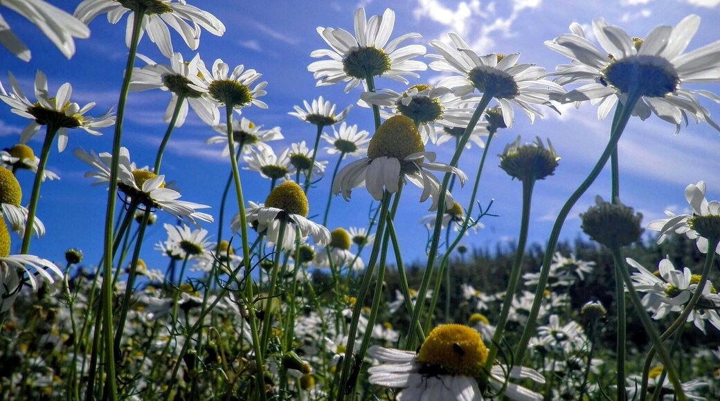 Daisies in the sunshine