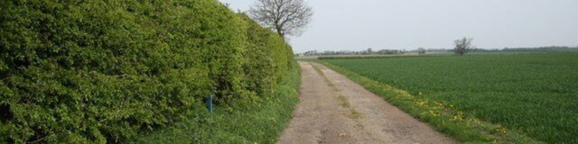 Parish boundary Hedgeline off hall Lane forming the boundary of Grange de Lings and Nettleham parishes