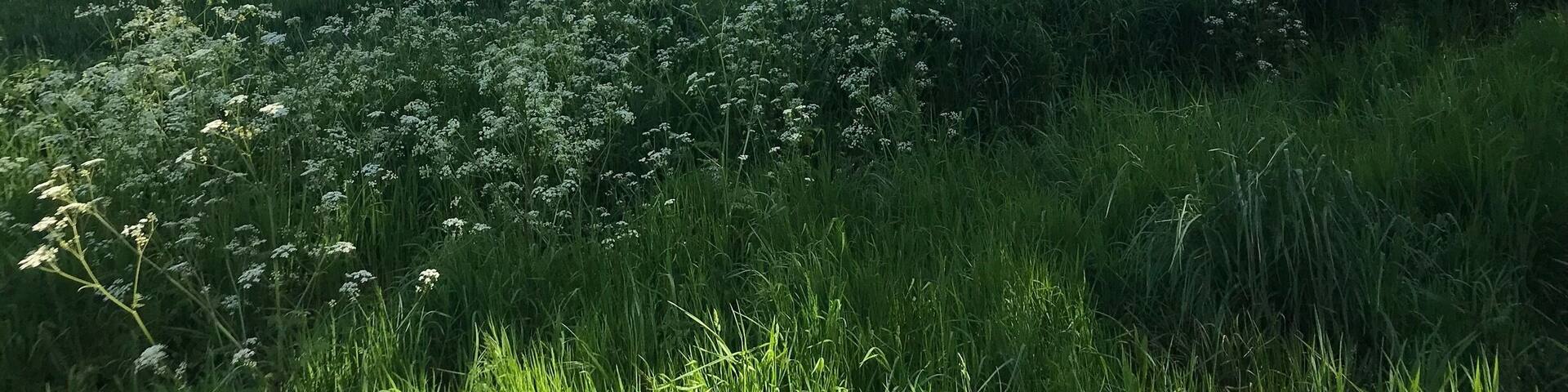 English countryside in the sunshine đ