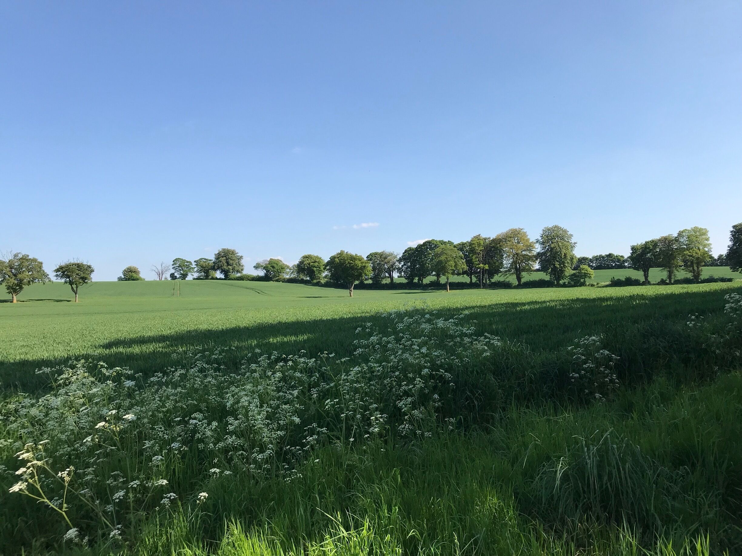 A green field with trees and wildflowers.
