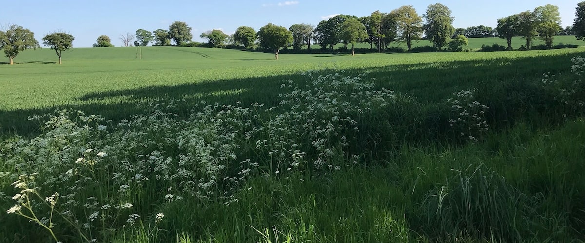 A green field with trees and wildflowers.