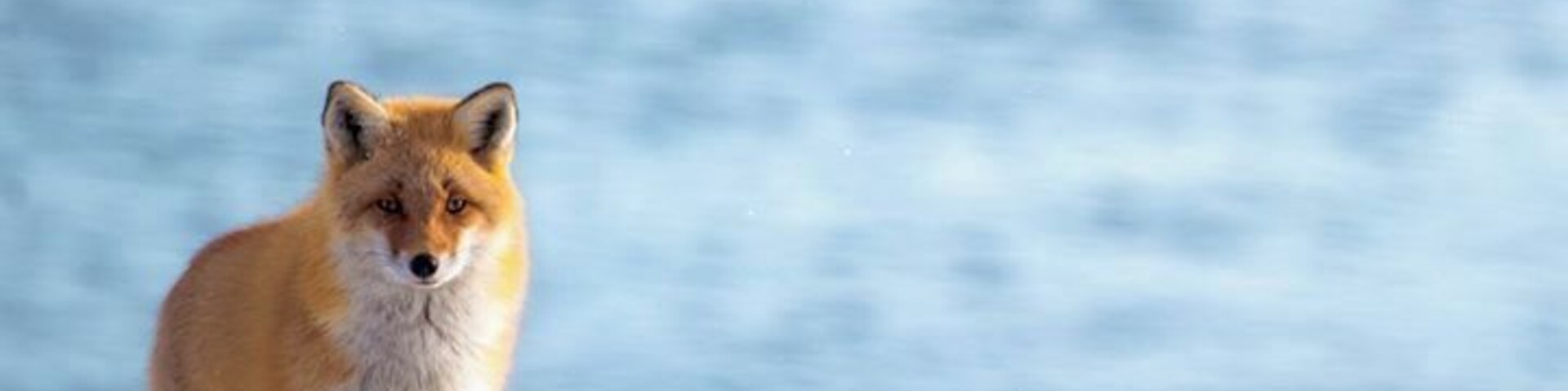 Something dreamy about this fox.#fox #winter #hokkaido #japan #animal #snow