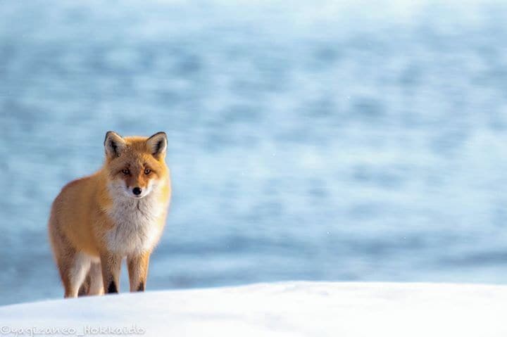 A fox standing on snow with a blurred water background.