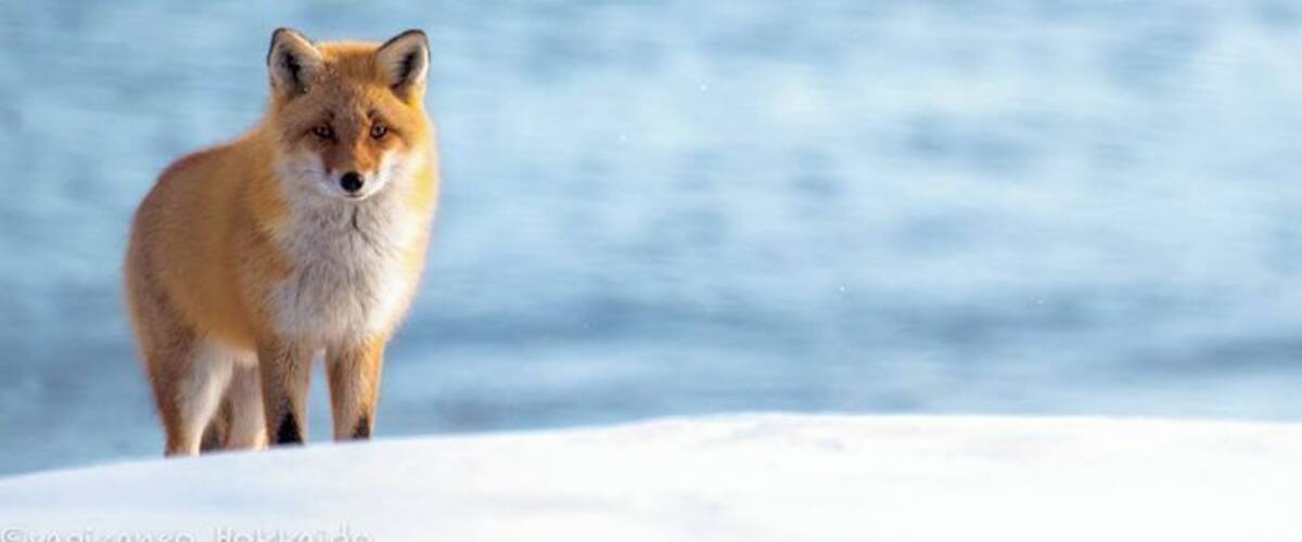 A fox standing on snow with a blurred water background.