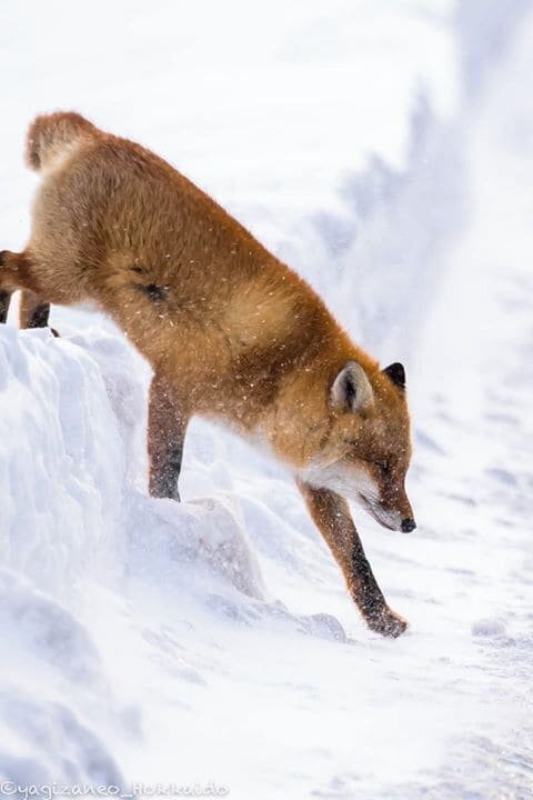 Carefully making its way in the heavy snow..#fox #winter #hokkaido #japan #animal #snow
