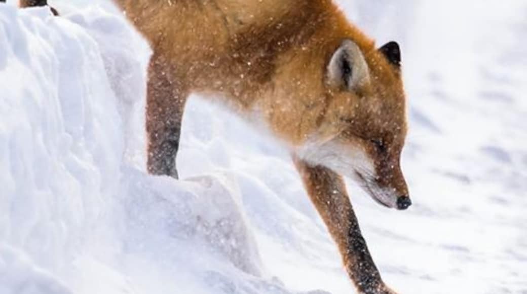 Carefully making its way in the heavy snow..#fox #winter #hokkaido #japan #animal #snow