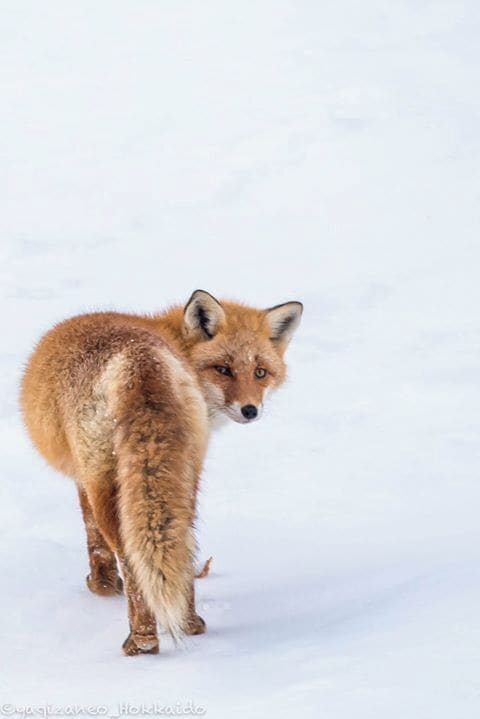 Looking back at the human population. #fox #winter #hokkaido #japan #animal #snow