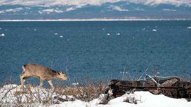 Roaming around along the coastline in Rausu, Eastern Hokkaido. #deer #sea #mountain #wild #hokkaido #rausu #japan