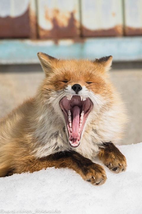 And yes..he's tired! He yawned probably 5-6 times.#fox #winter #hokkaido #japan #animal #snow