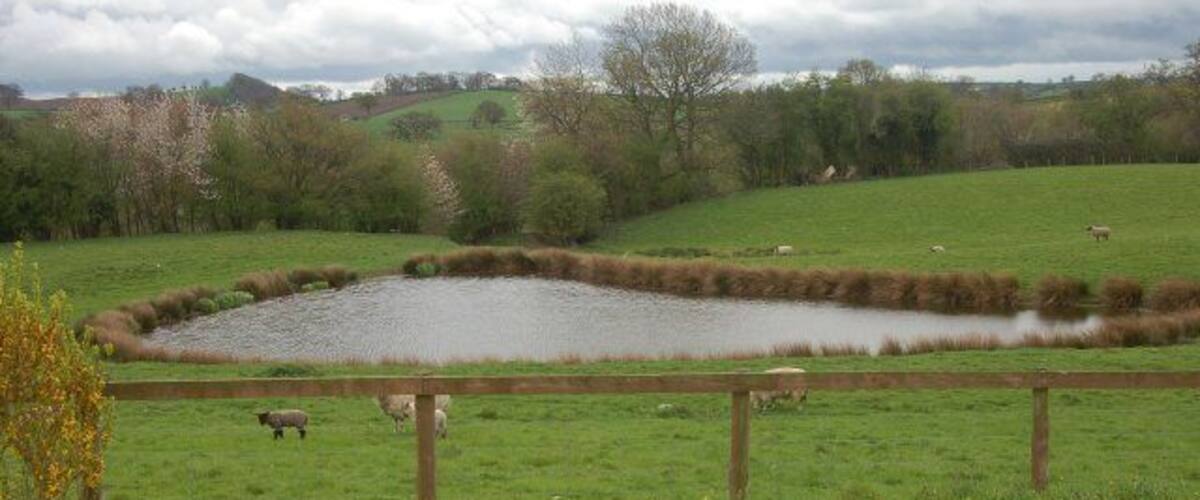 A pond surrounded by a wooden fence, sheep grazing in the background, and a cloudy sky.