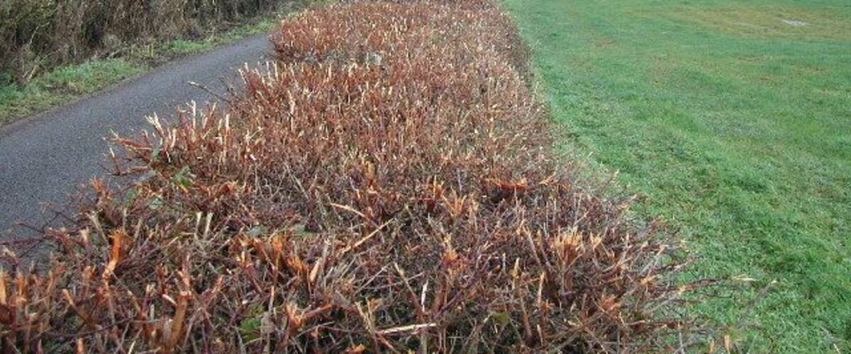 A rural road with fields and hedgerows.